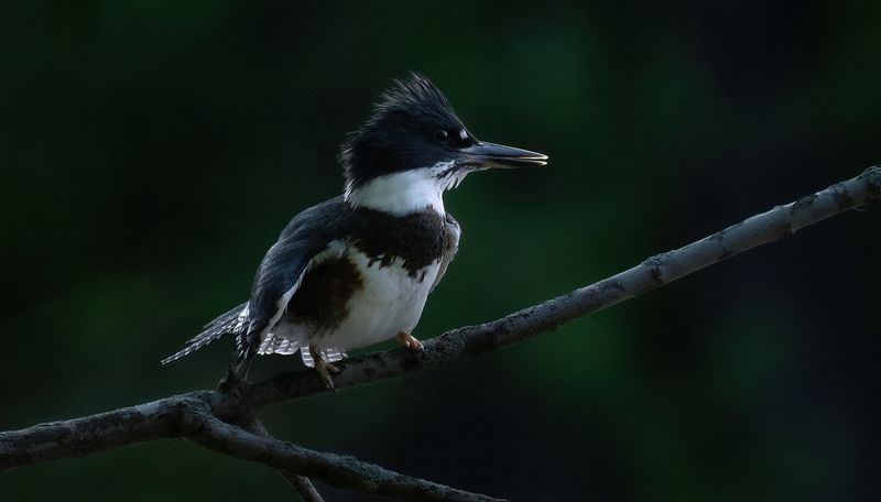 July 17th Kingfisher III copy.jpg