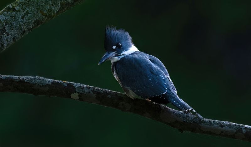 July 17th Kingfisher II copy.jpg
