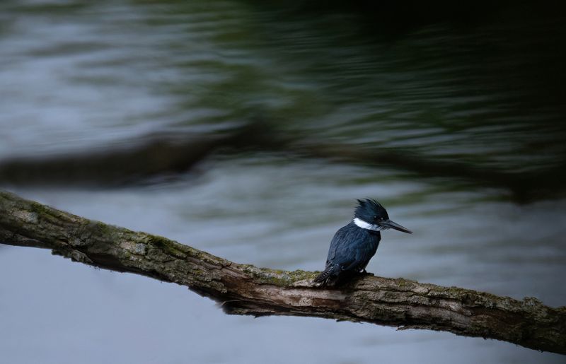 Kingfisher perch copy.jpg