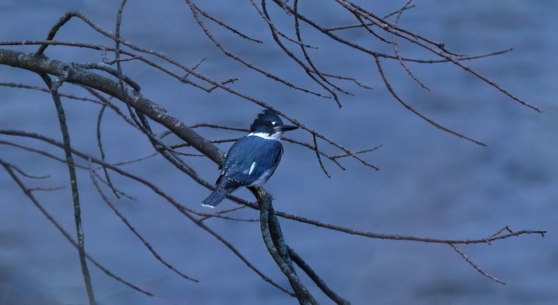Young kingfisher III copy.jpg