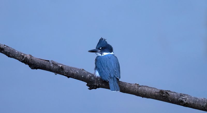 Young kingfisher IV copy.jpg