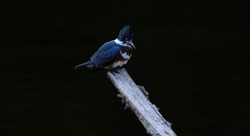 Sunday perch copy.jpg