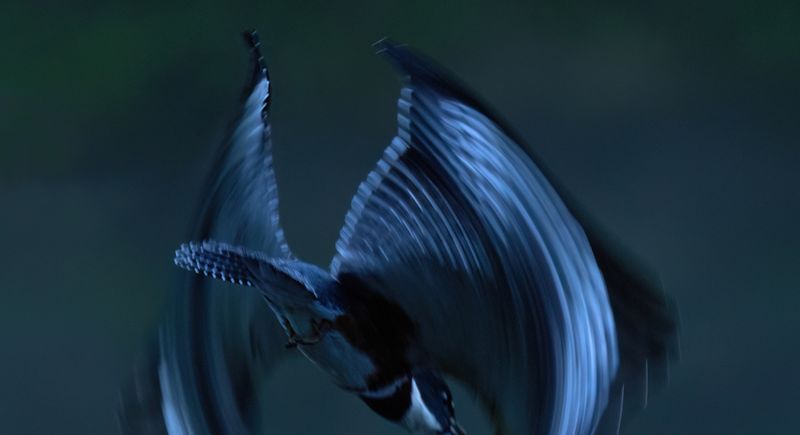 Kingfisher flurry II AIL copy.jpg