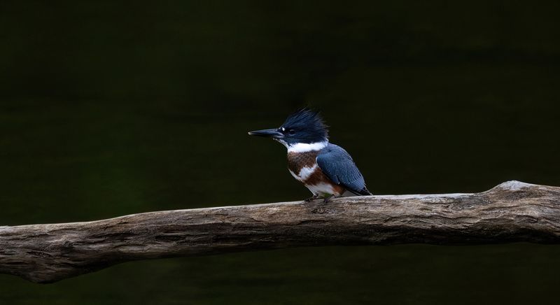 Young kingfisher on perch copy.jpg