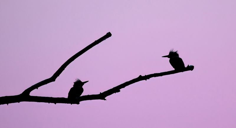 Pre-dawn kingfisher siblings copy.jpg