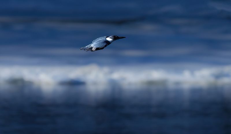 Winter Kingfisher in flight copy.jpg