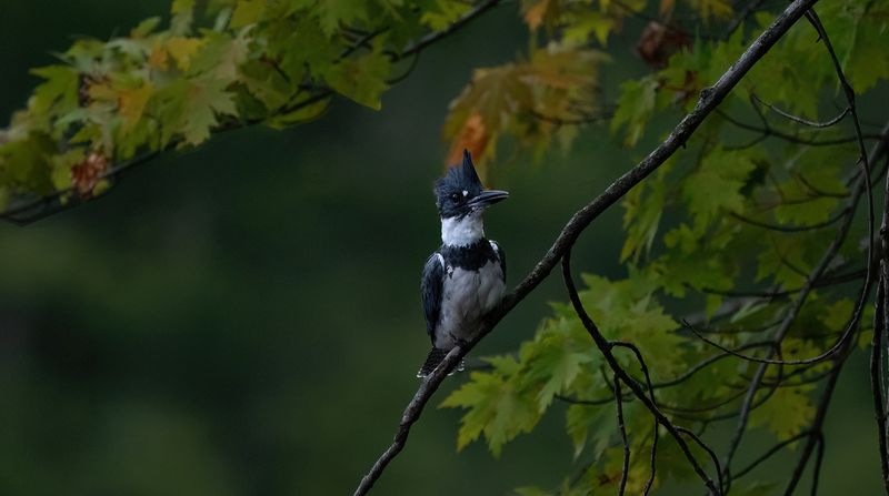 KF and a hint of fall colors copy.jpg