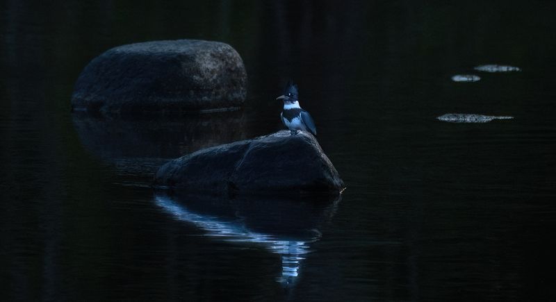 KF on rock perch copy.jpg