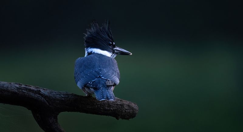 Original perch copy.jpg