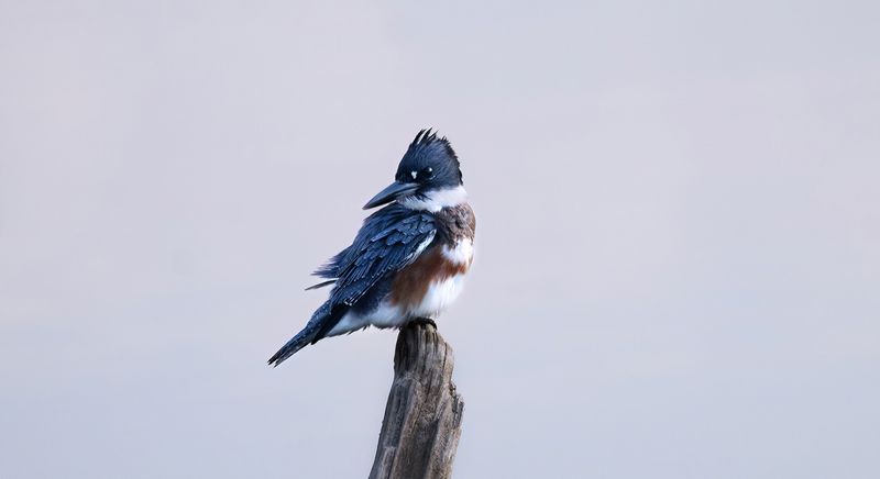 Morning perch copy.jpg