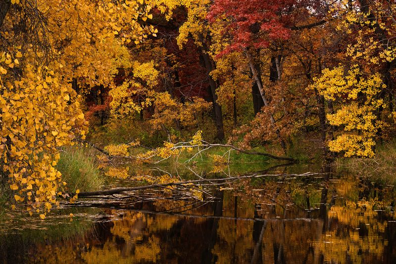 Pond across the street II copy.jpg