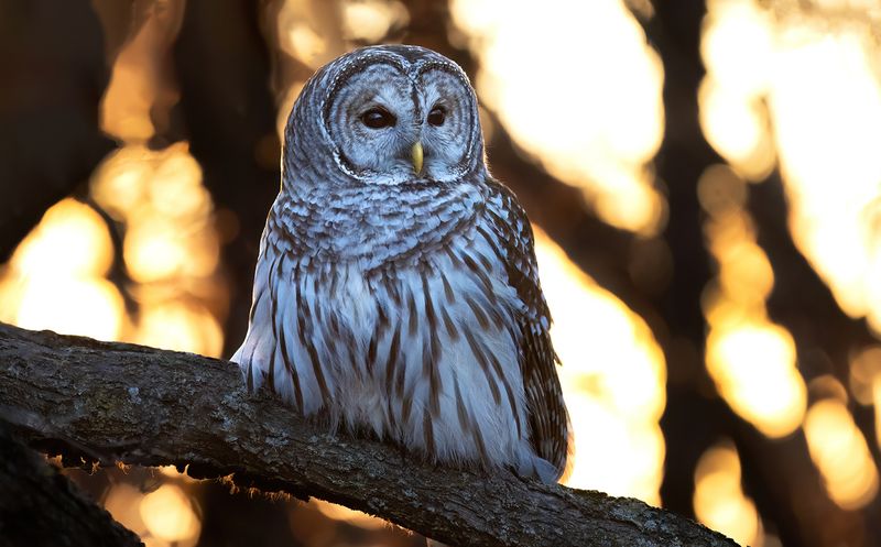Barred owl at sunrise copy.jpg