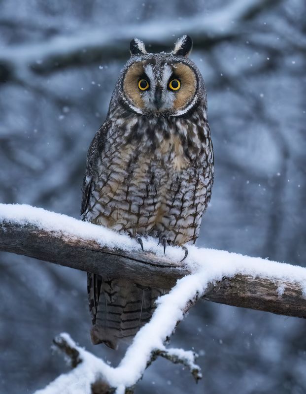Snowstorm Long eared owl copy.jpg