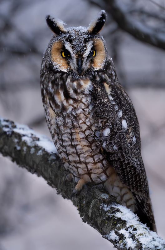 Snowstorm Long eared owl II copy.jpg