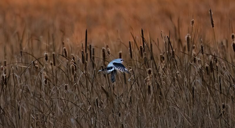 Northern Shrike with vole from evening hunt copy.jpg