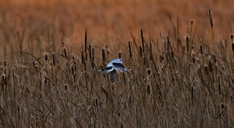 Northern Shrike with vole from evening hunt copy.jpg