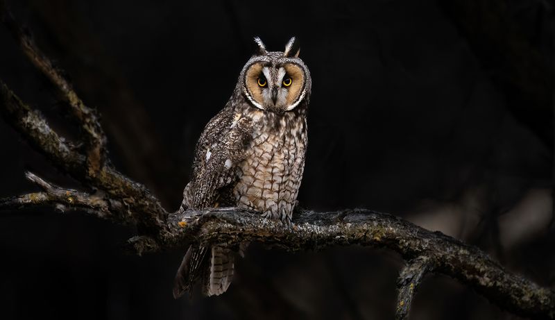 evening perch 30424 copy.jpg