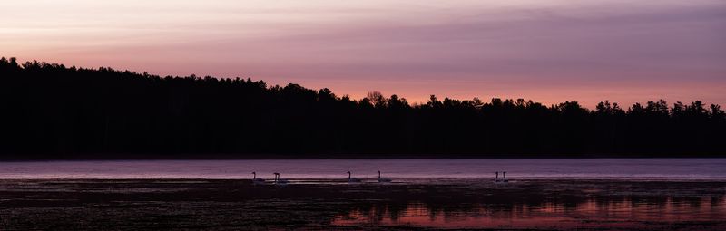 March sunrise and swans AIL copy.jpg