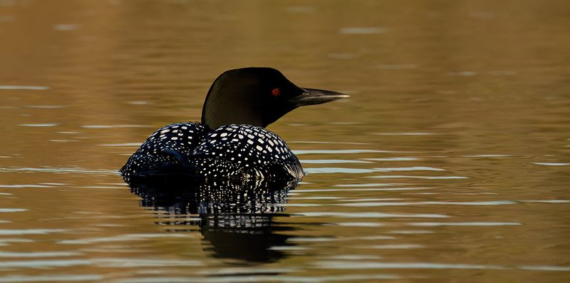 Golden hour Loon TNR copy.jpg