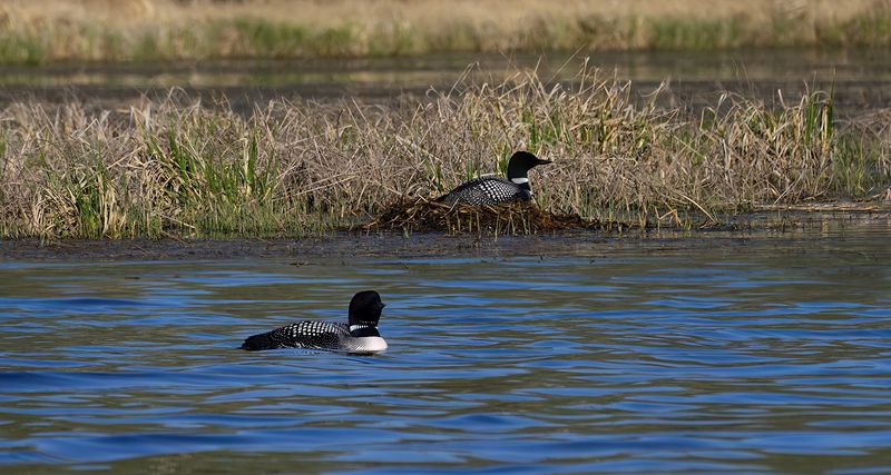 Mom and Dad and nesting area TNR copy.jpg