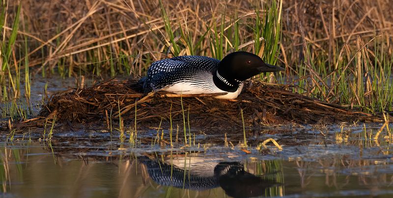 Mother Loon on nest day 3 TNR copy.jpg