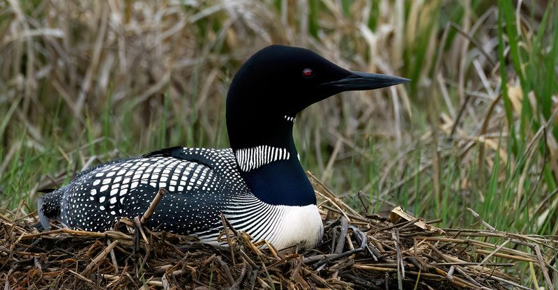 Mother Loon on nest day 5 TNR copy.jpg