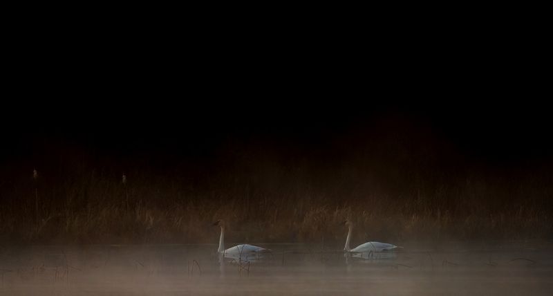 Misty morning swans TNR copy.jpg