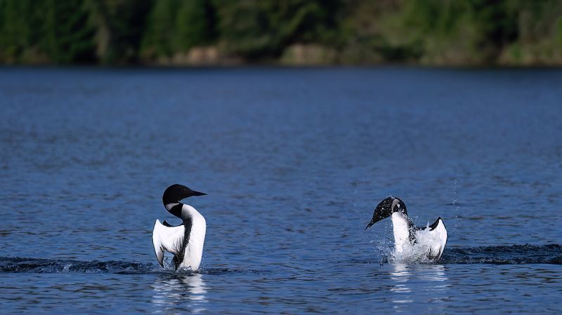 Mating Dance TNR copy.jpg
