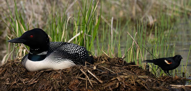 Loon and bug control TNR copy.jpg