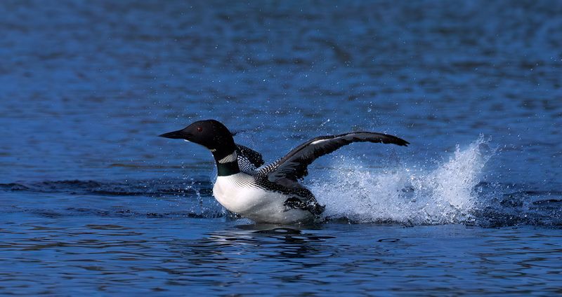 Loon antics TNR copy.jpg