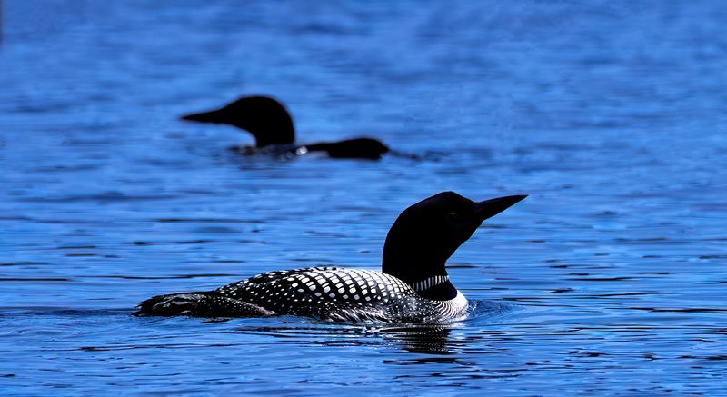 Loons in open water TNR copy.jpg
