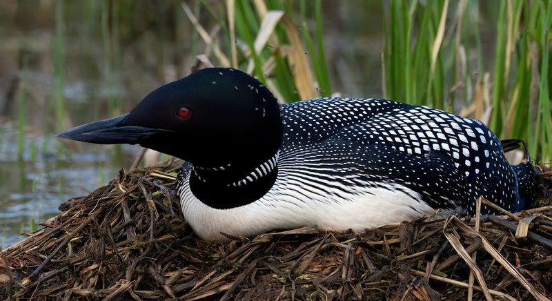 Mother Loon portrait TNR copy.jpg