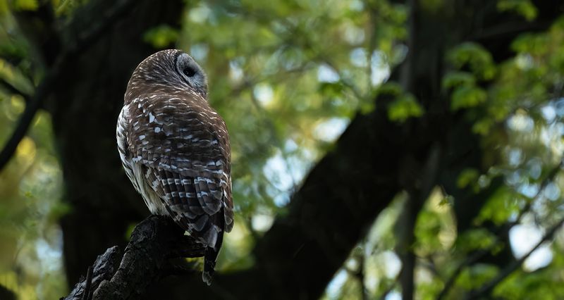 Mom watching fledged owlets 20 yds from nest TNR copy.jpg