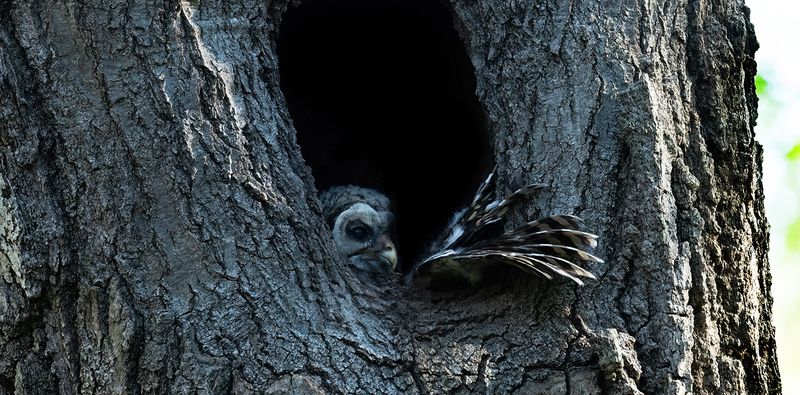 Last owlet trying to fledge TNR copy.jpg