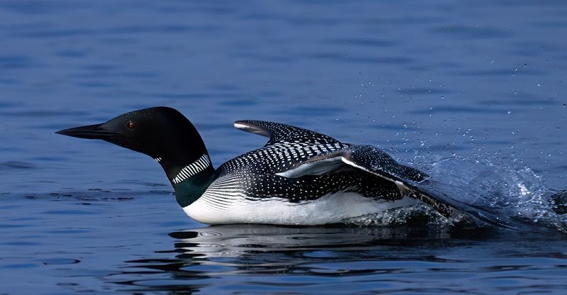 Flap gliding TNR copy.jpg