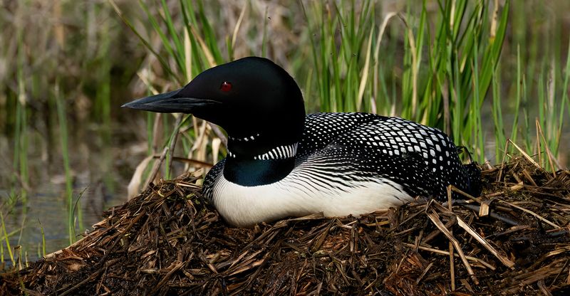 Mother Loon on nest day 8 II TNR copy.jpg