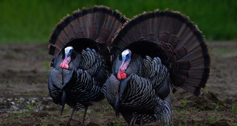 Double trouble TNR copy.jpg