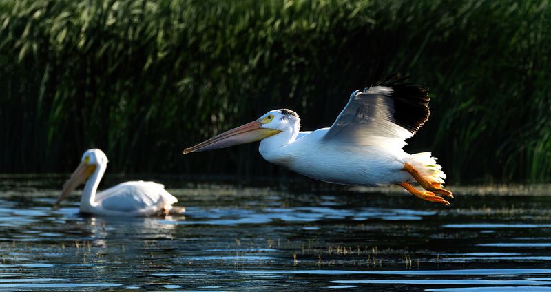 Pelican on Lake Sarah TNR copy.jpg