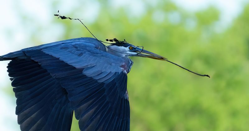 Nest maintenance TNR copy.jpg