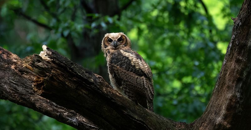 Young owlet on perch TNR copy.jpg