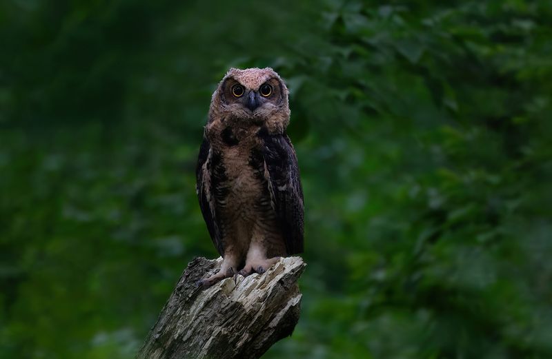 One of the Fab four pre dawn II TNR copy.jpg