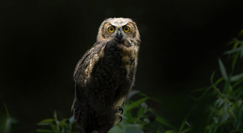 Owlet in darkness AIL copy.jpg