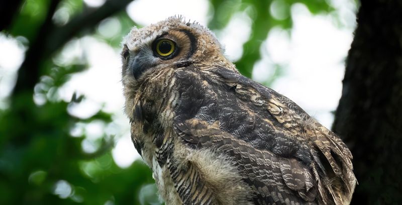 Owlet up close on perch TNR copy.jpg