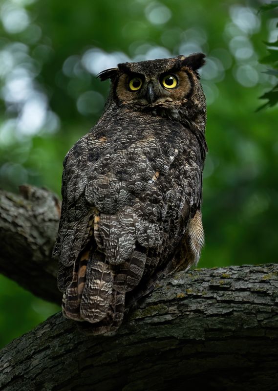 Mother GHO portrait TNR copy.jpg