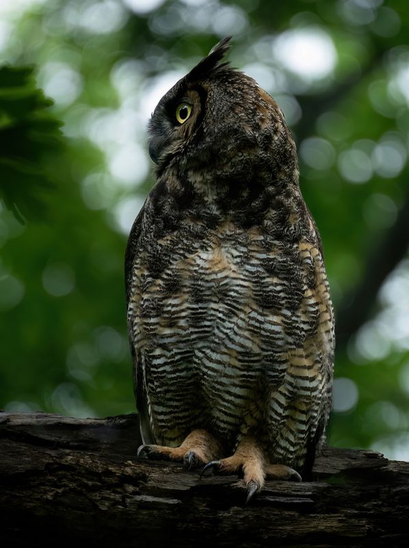 The stare II TNR copy.jpg