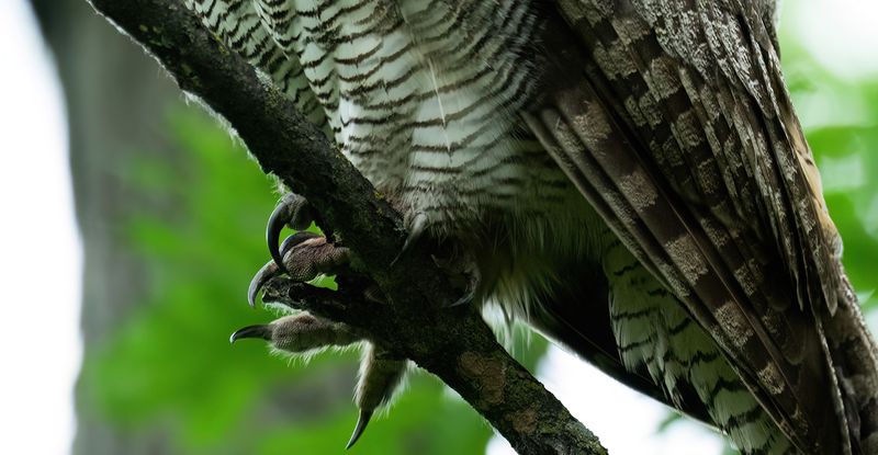 The business end of Mrs Great Horn TNR copy.jpg