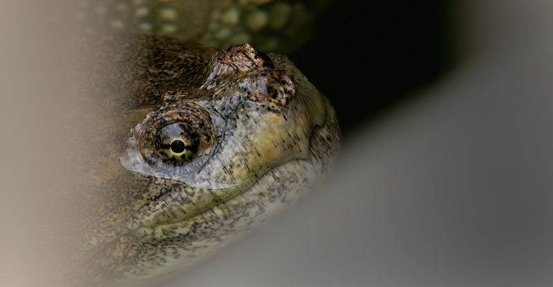 Snapper peeking through the rice TNR copy.jpg