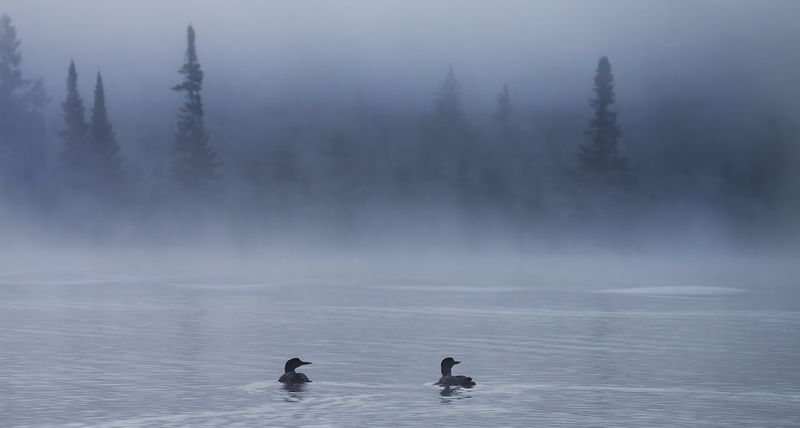 Loons along foggy shoreline TNR copy.jpg