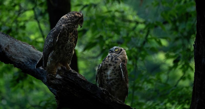 Mom scolding owlet for making noise during the hunt TNR copy.jpg