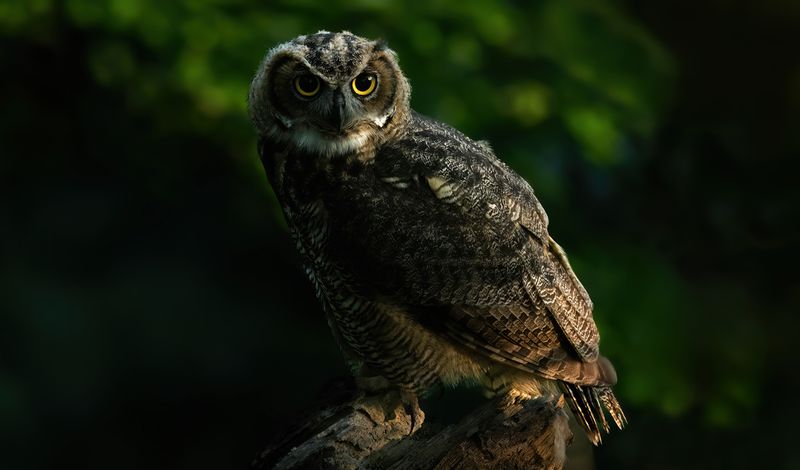 3 month portrait of GHO owlet TNR copy.jpg